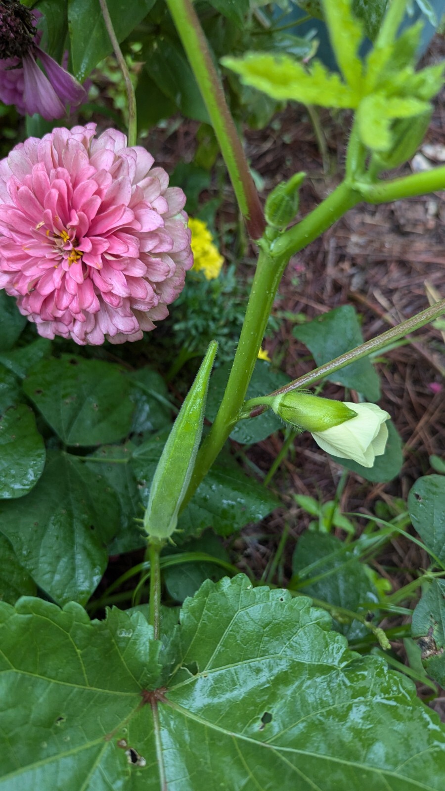 Indian Okra Bhendi vendaikai 20 Seeds Green, Long Pods heirloom OP