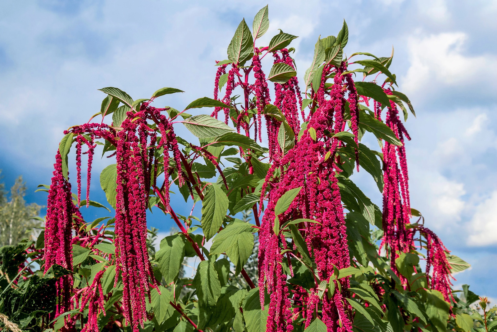 500 LOVE LIES BLEEDING Amaranthus Caudatus ( Kiss Me Over The Garden Gate ) Seed