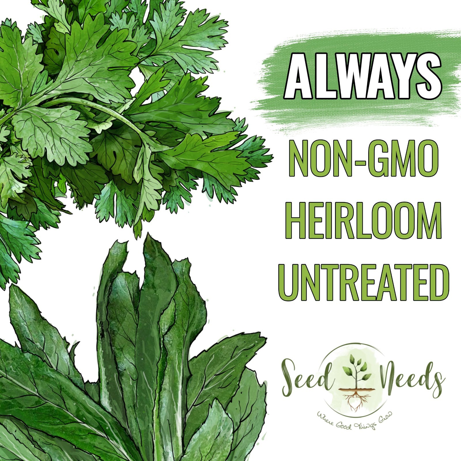 Coriander Seeds for Planting – Non-GMO Heirloom Cilantro & Culantro Herb Seeds,