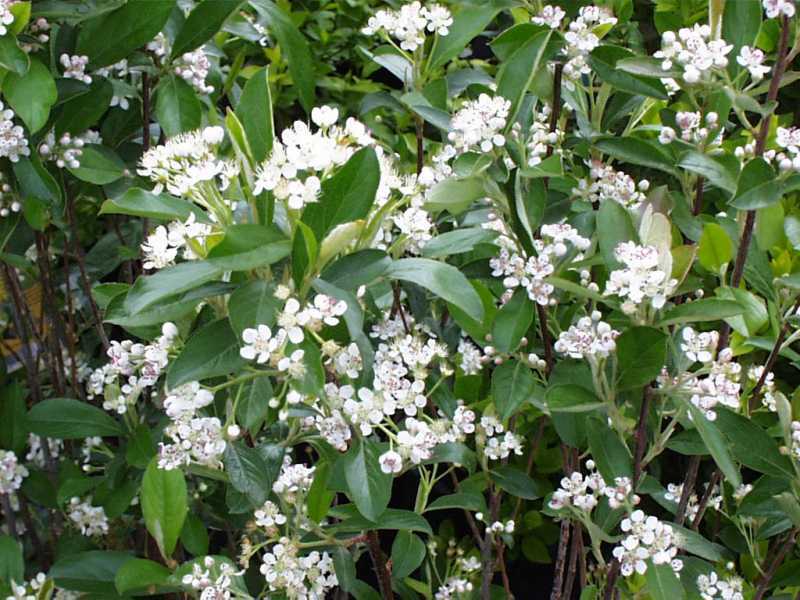 Red Chokeberry, Aronia arbutifolia Brilliantissima, Shrub Seeds
