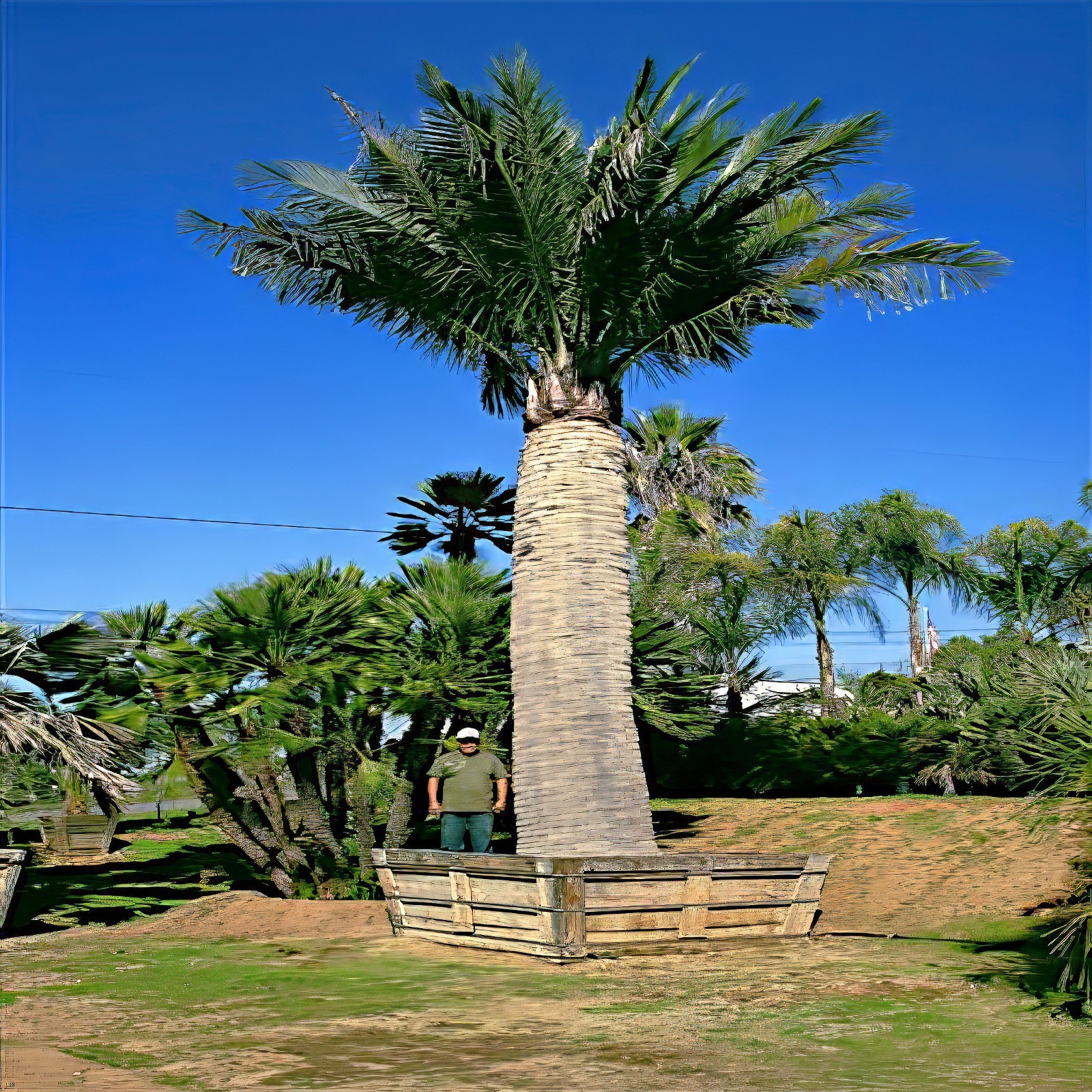 Chilean Wine Palm Tree Seeds (Jubaea chilensis) Largest Palm in World, Hardy-8