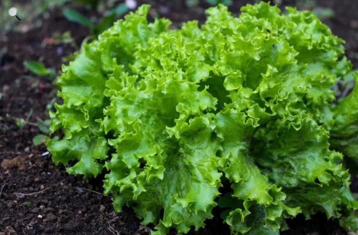 Black Seeded Simpson, Loose-Leaf Lettuce Seeds, Fresh! – Organic Heirloom NONGMO