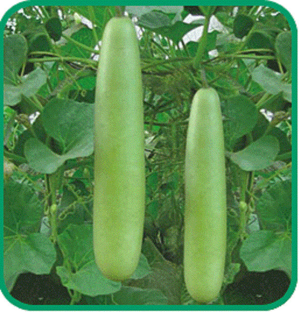 Calabash Bottle Gourd Seeds Med-Long Edible Lauki Dudhi Opo Bitter Melon Asian