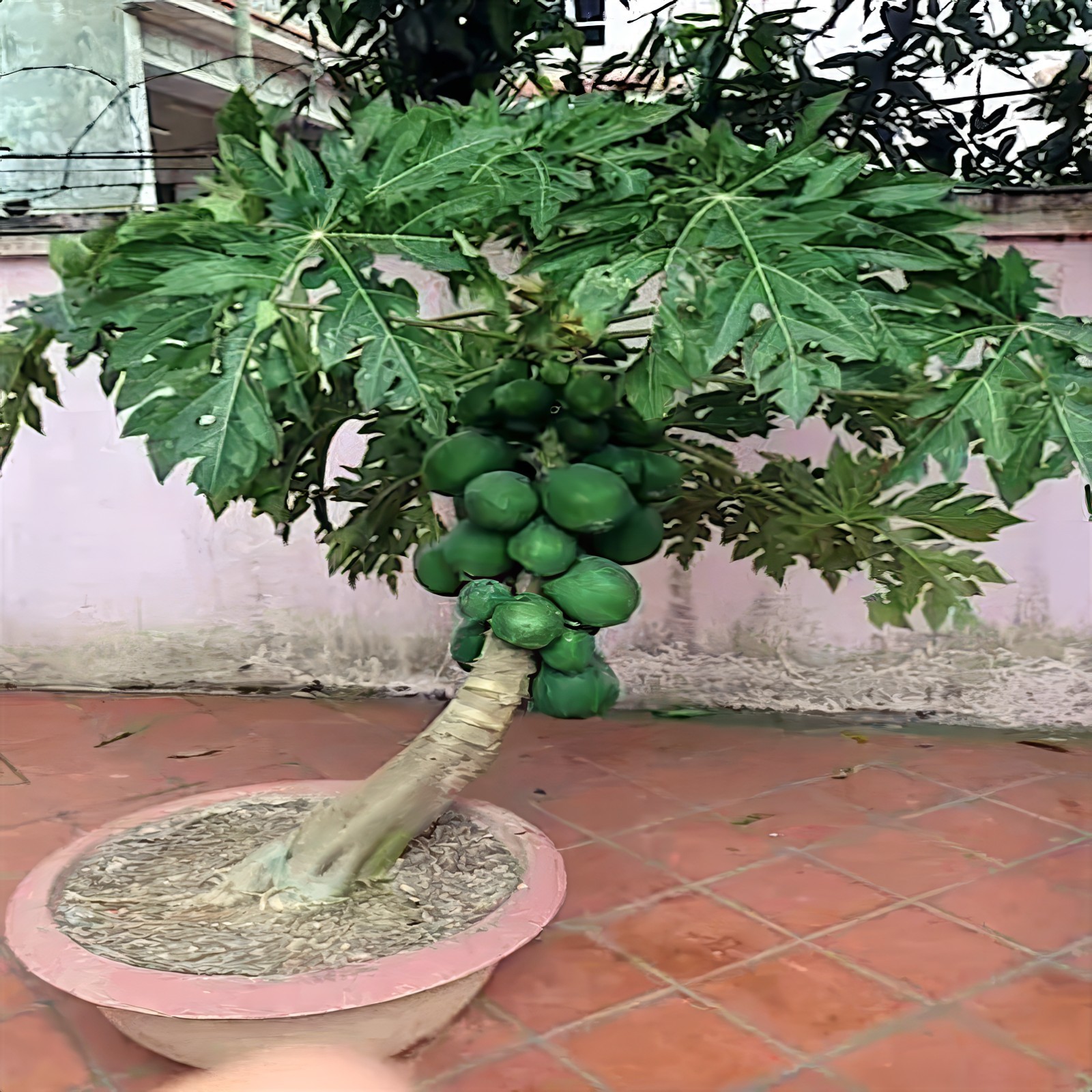 20 “DWARF SOLO WAIMANALO TREE SEEDS” (Carica Papaya) Fast Fruit Houseplant
