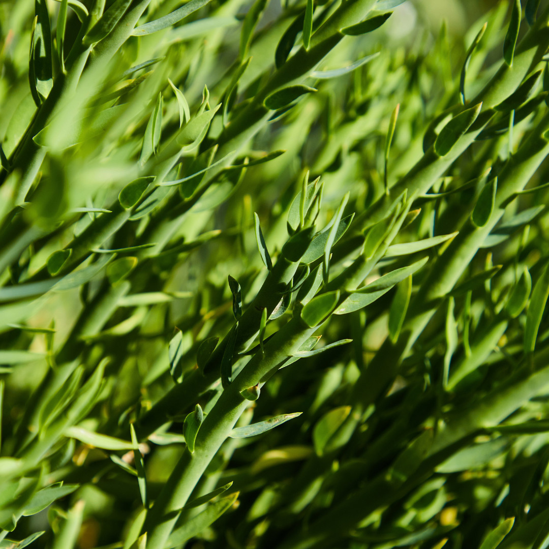 Fresh Tarragon Seeds | Cooking | Gardening | Heirloom Non-GMO | Herb Seeds
