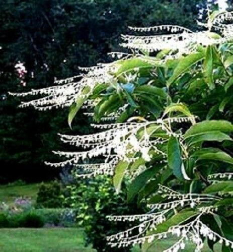 100 Lily of the Valley Sourwood Seeds (Oxydendrum arboreum) | Honey Bee Tree