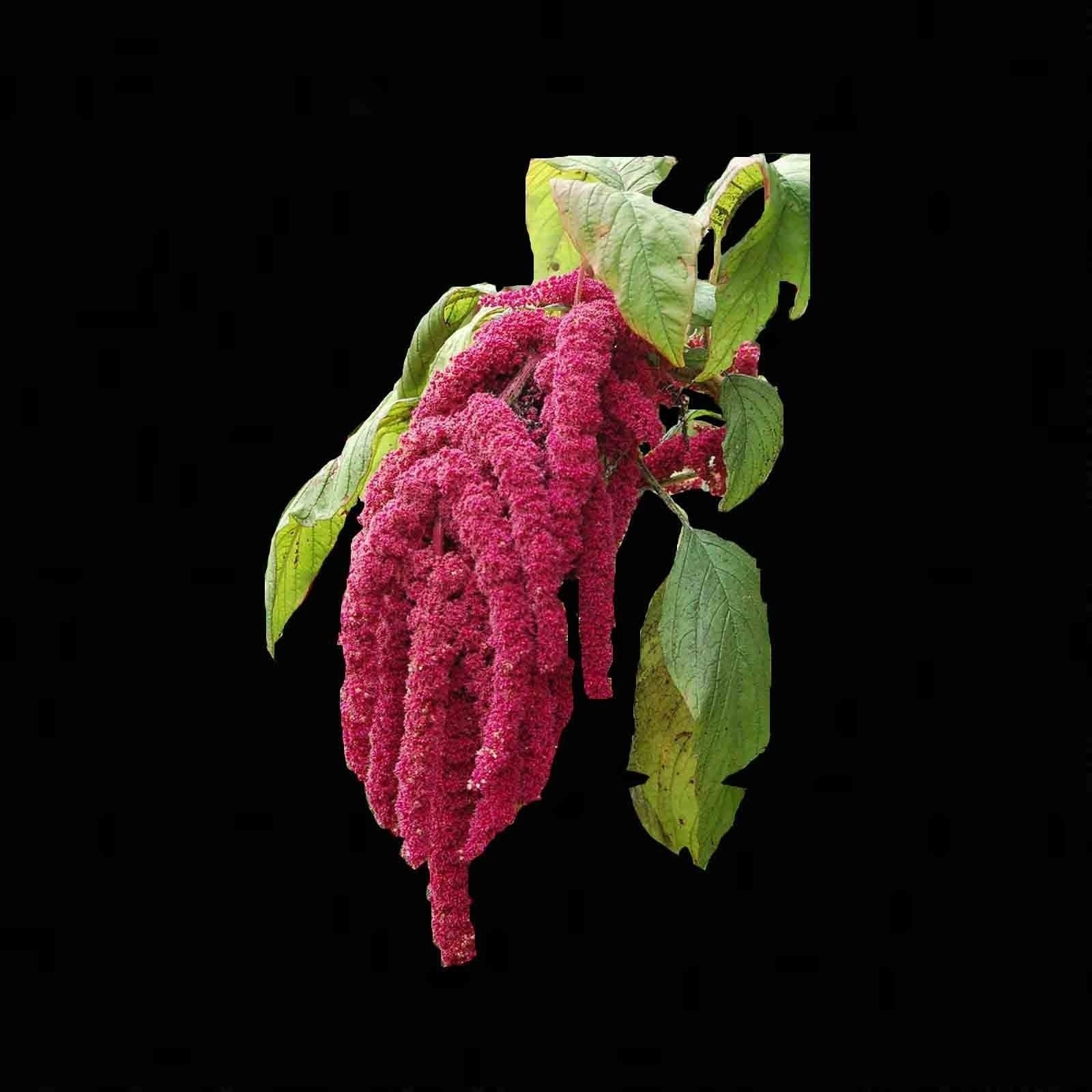 2000 AMARANTH SEEDS LOVE LIES BLEEDING AUTUMN FLOWER GARDEN HEIRLOOM NON-GMO USA