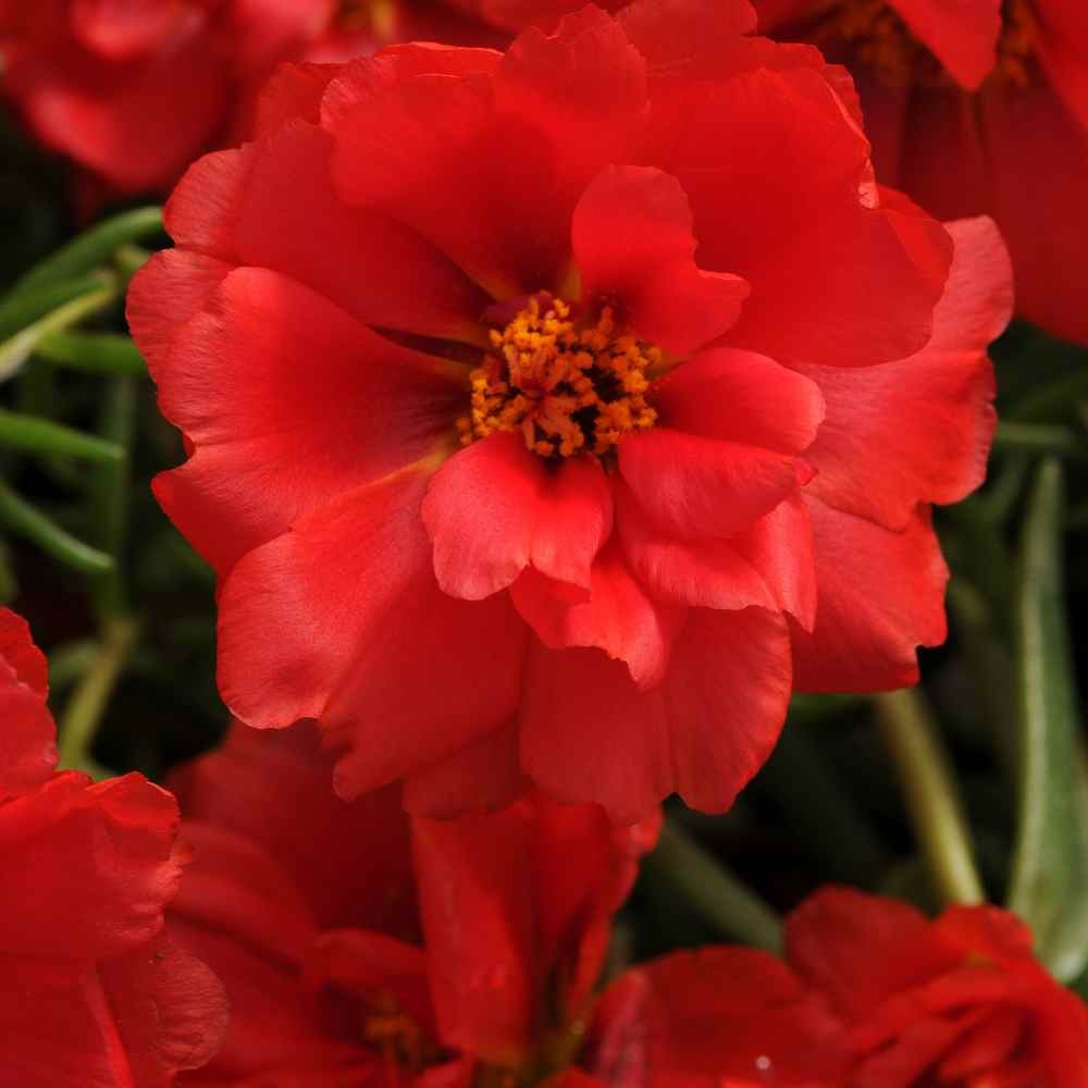 10000 Seeds Drought Tolerant Red Moss Rose Portulaca Ground Cover Plant Seed