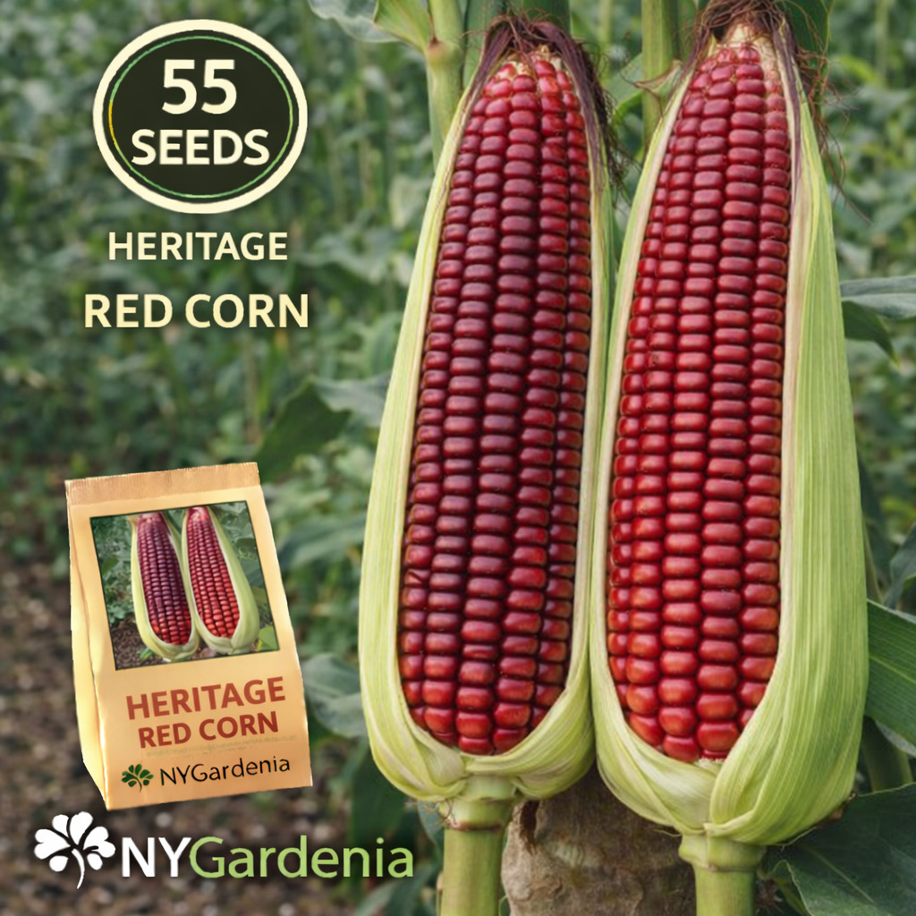 55 Heritage Red Corn Seeds Heirloom Sweet Corn Vegetable Garden High Yield