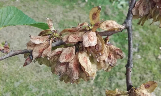 50 Chinese Elm Tree Seeds Ulmus Parvifolia Lacebark Bonsai Fast Growing