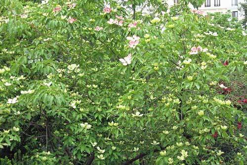 Cornus capitata | Himalayan Dogwood | Bentham’s Cornel | 10 Seeds