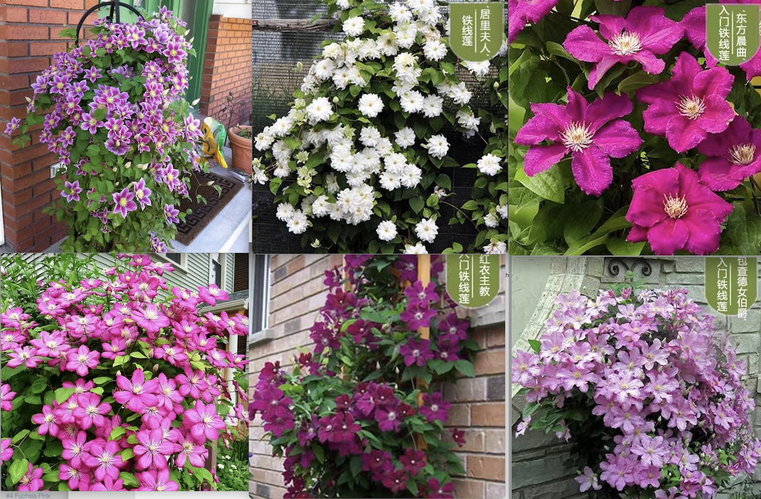 20 CLEMATIS FLOWER SEEDS rare exotic bloom plant garden climber germination