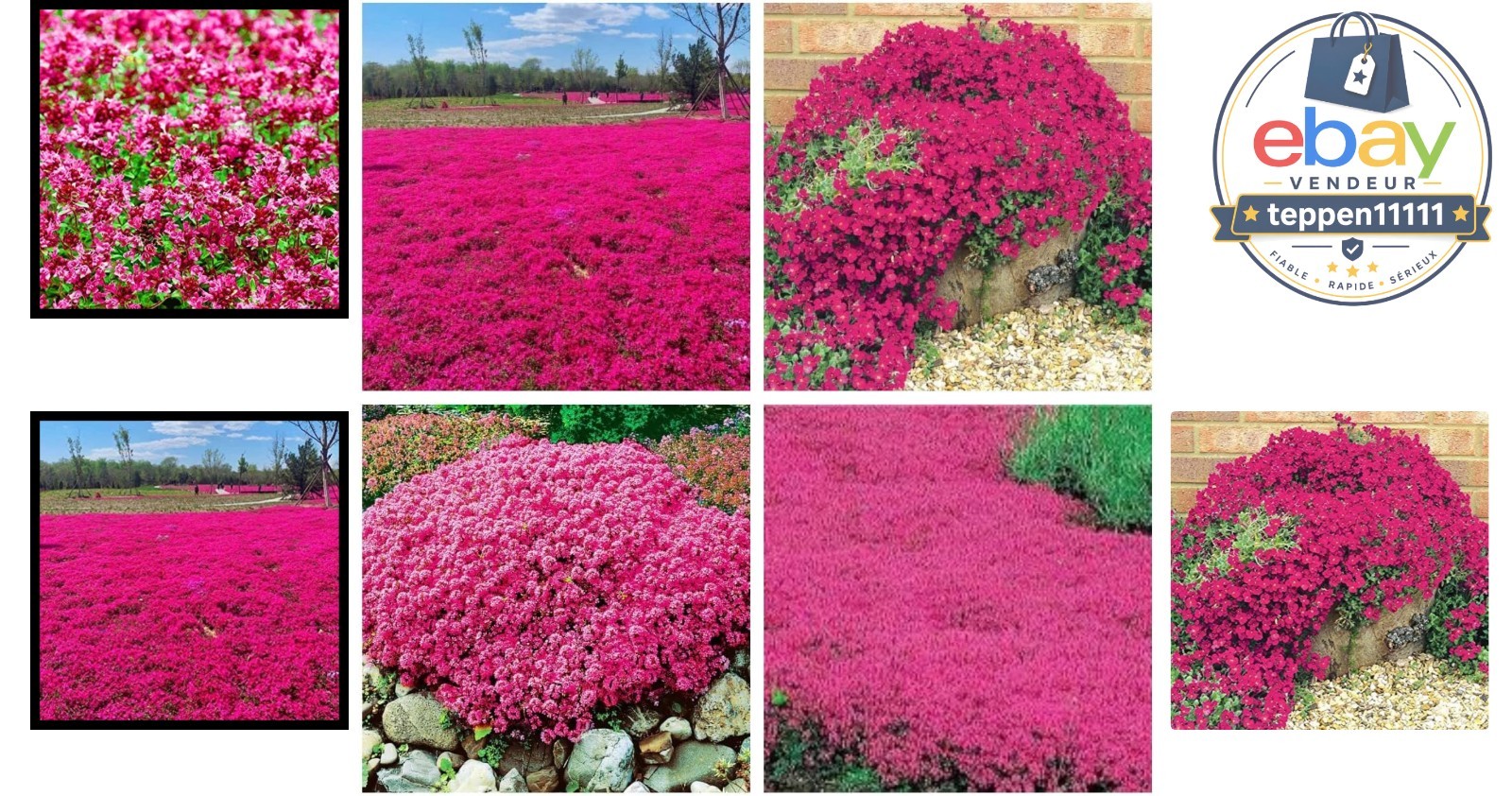 Red Creeping Thyme Seeds 20000+ Non-GMO Ground Cover Easy to Grow