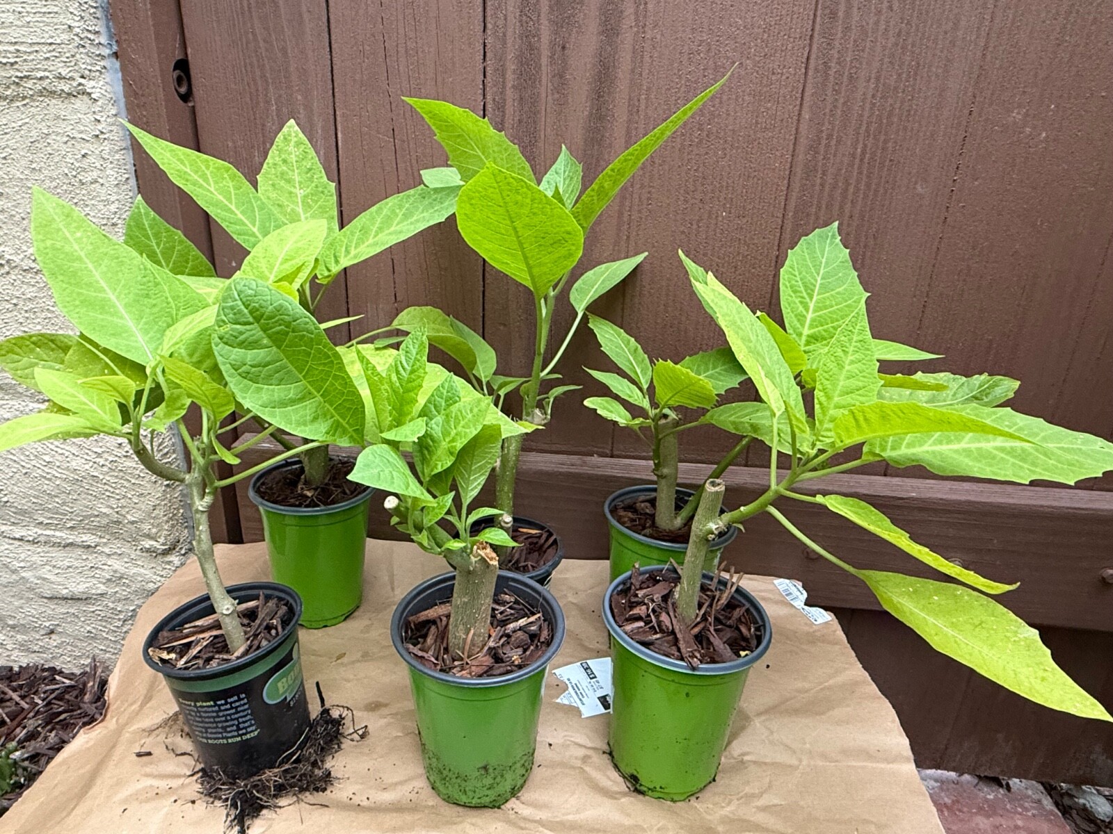 1 Live – Starter Plant, Yellow Angel Trumpet (Brugmansia) Tropical Plant.