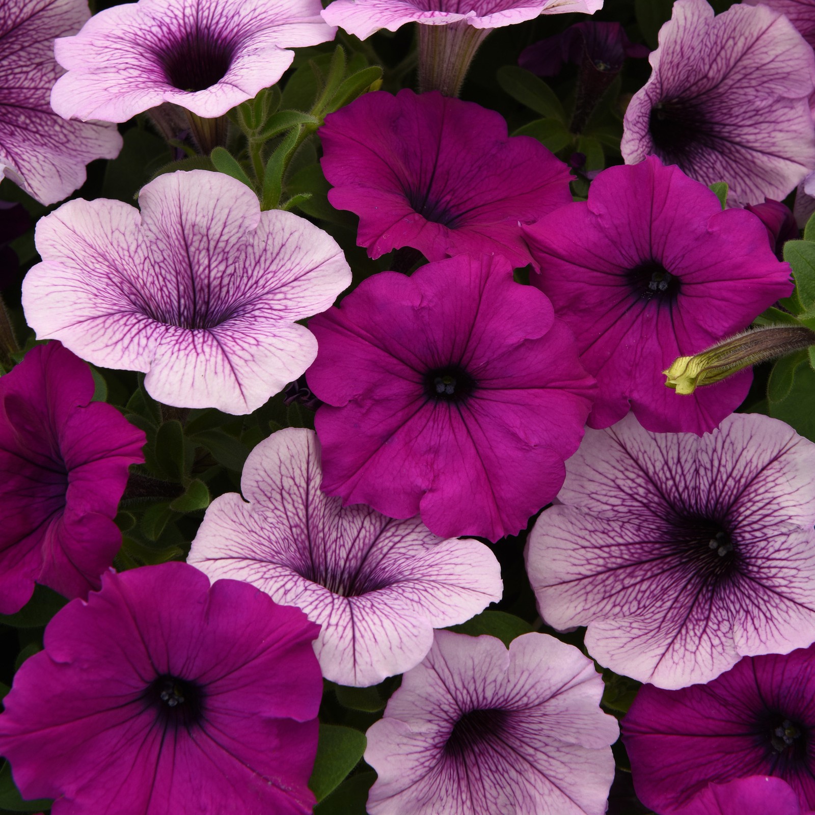 15 Seeds Easy Wave Spreading Petunia Plumb Pudding Flower Seed Mix