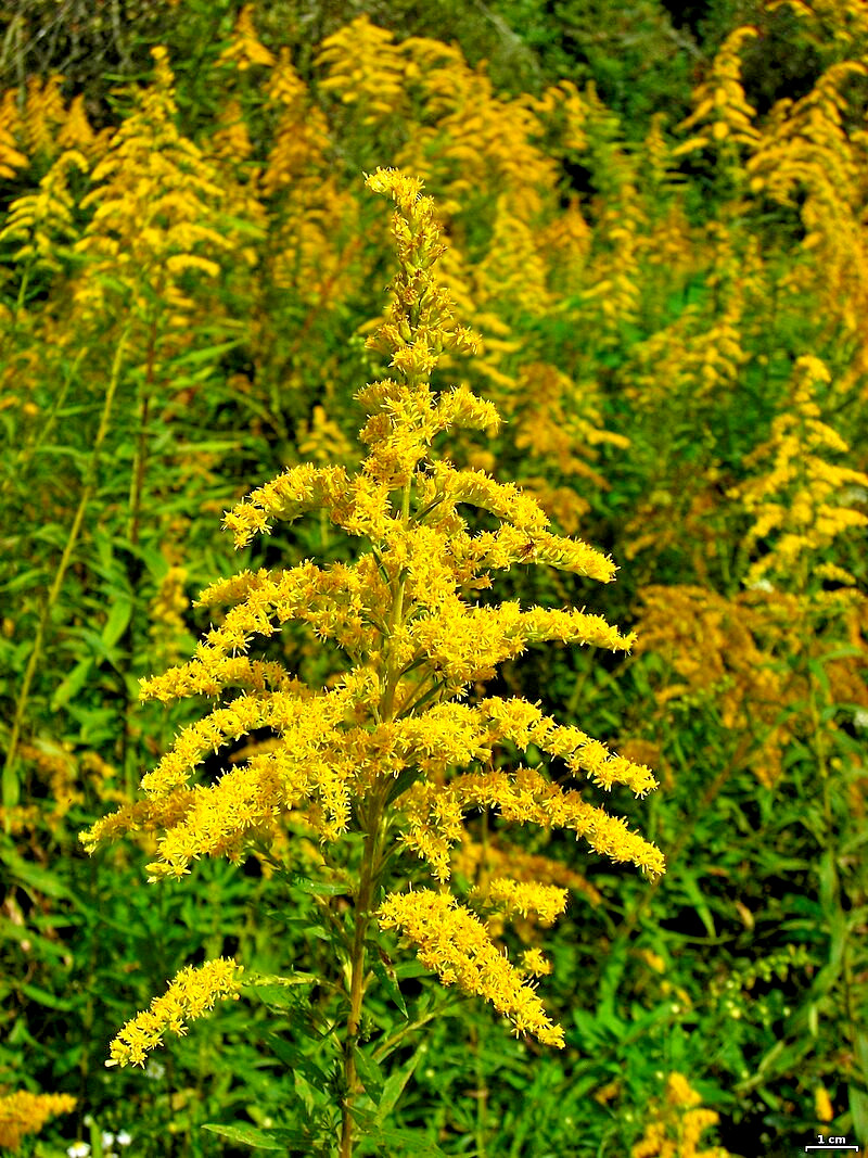 Canadian goldenrod 1000 seeds, solidago canadensis, large flowers, bulk seeds.