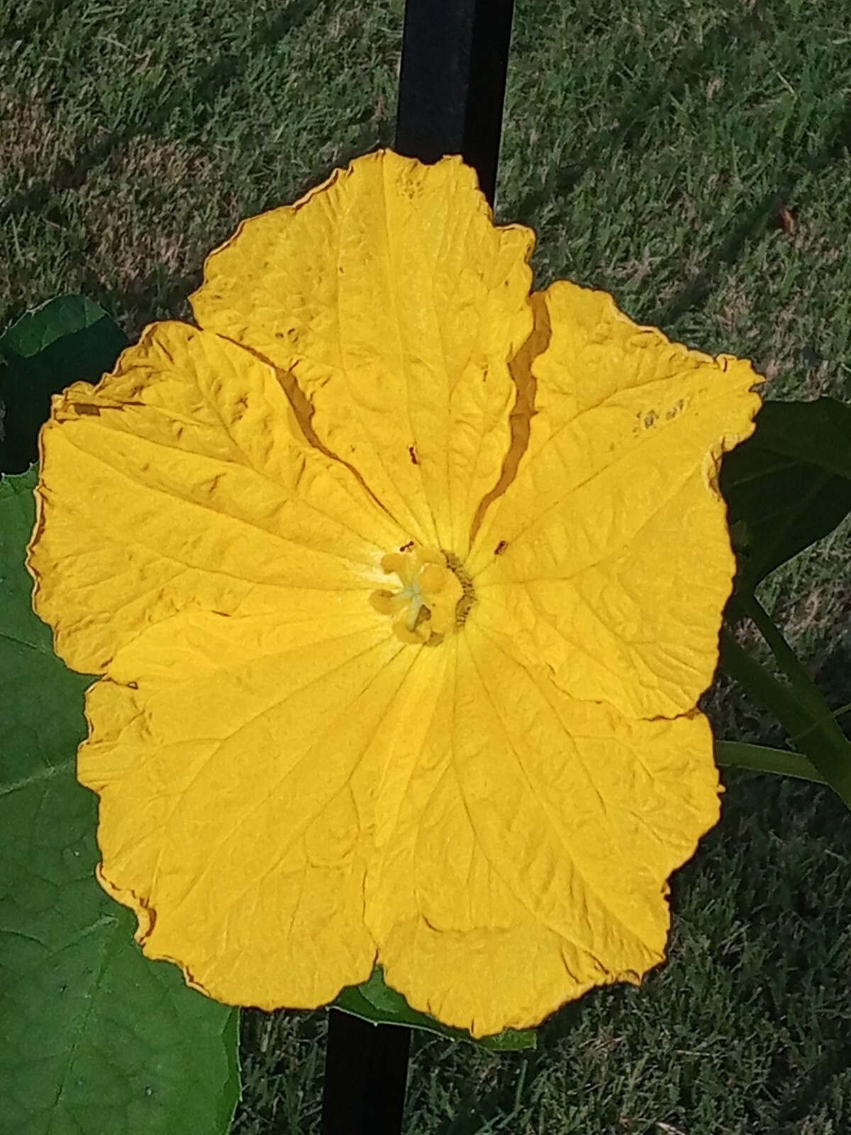 Luffa Gourd Sponge Seeds | Non-GMO | Heirloom | Fresh Garden Seeds from USA, TX