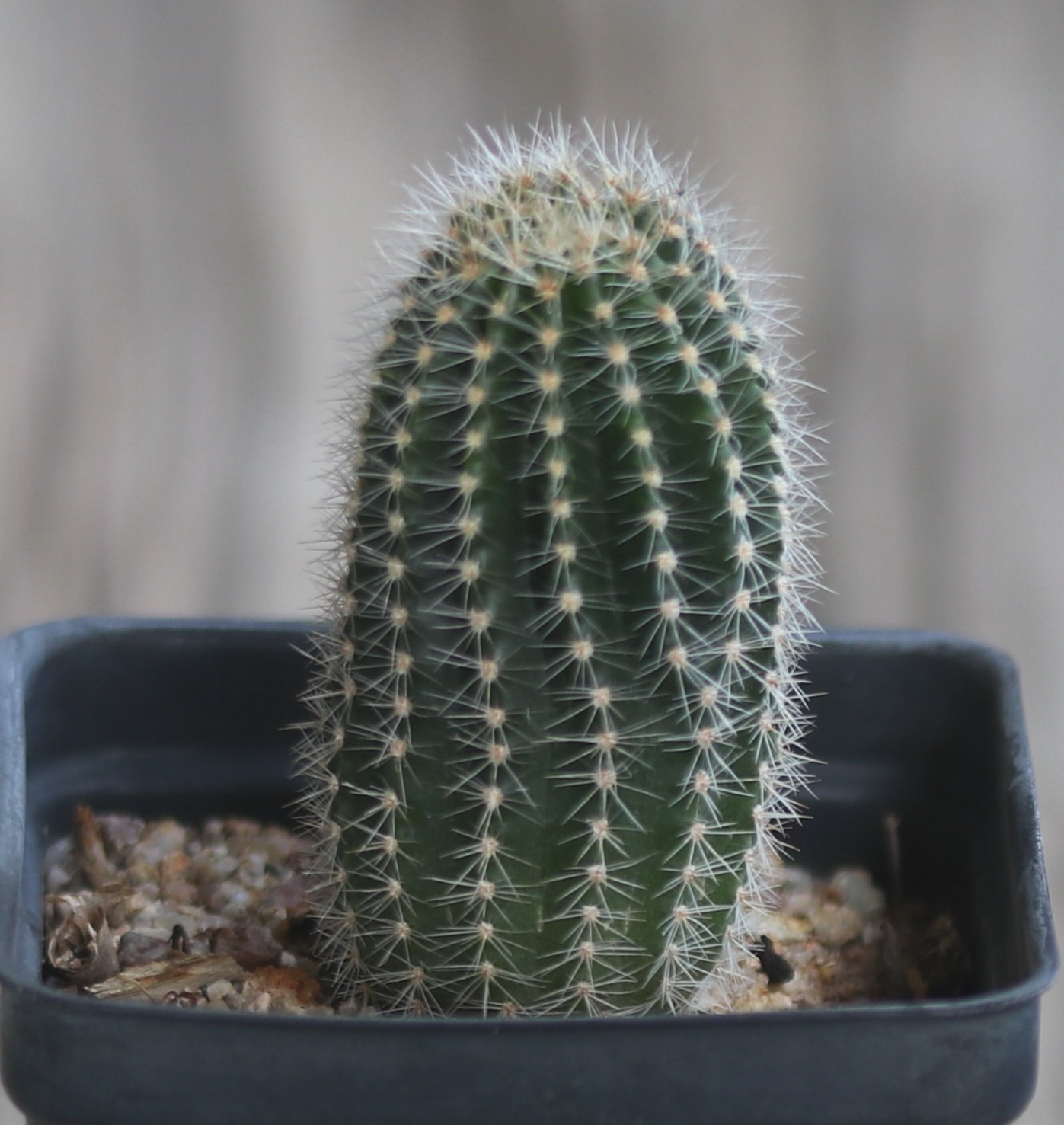 Echinopsis hybrid ‘Edwardian Lady’