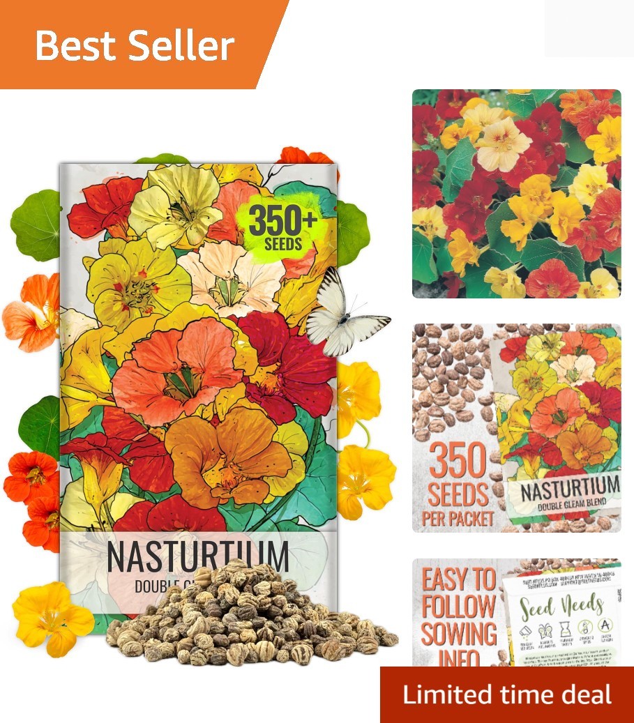 Untreated Organic Nasturtium Flower Seeds – 350+ Double Gleam Edible Blooms