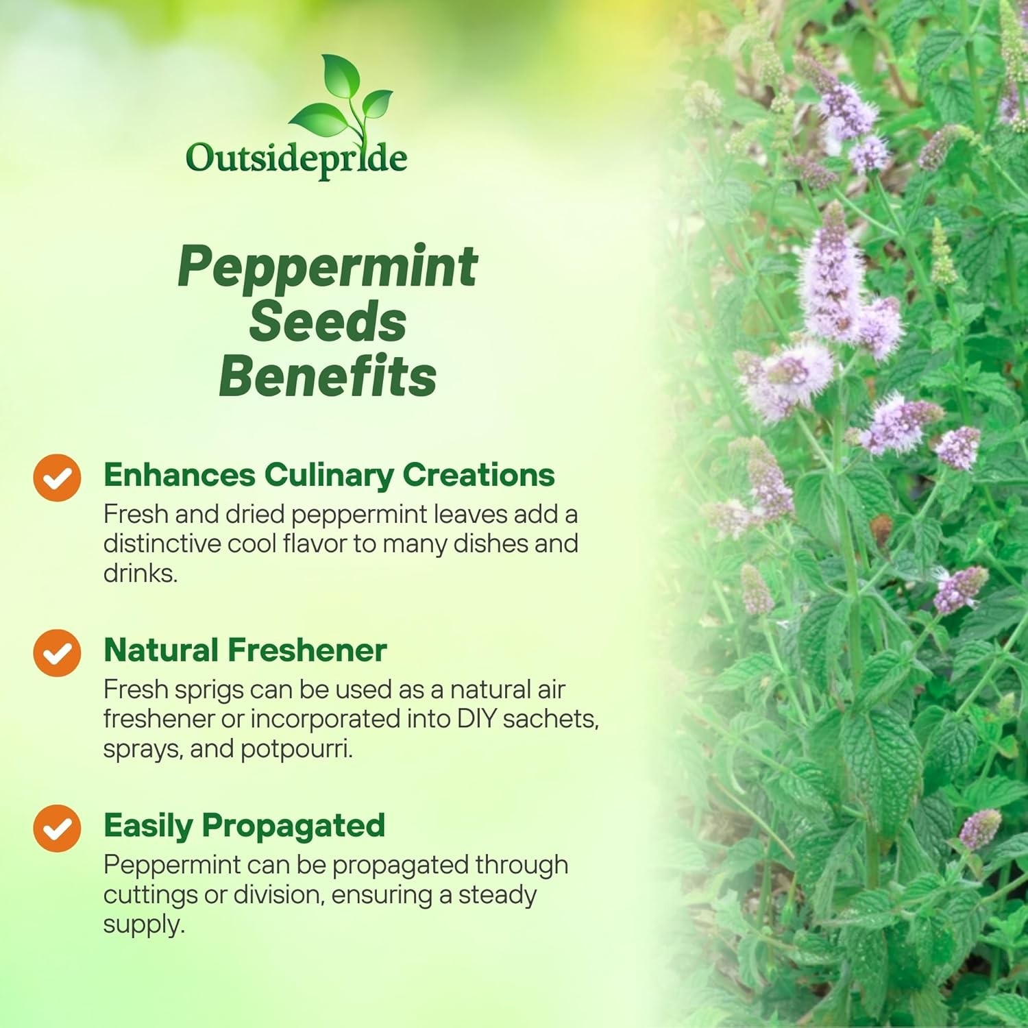 10000 Seeds Peppermint Seed – Mentha Piperita Herb Seeds