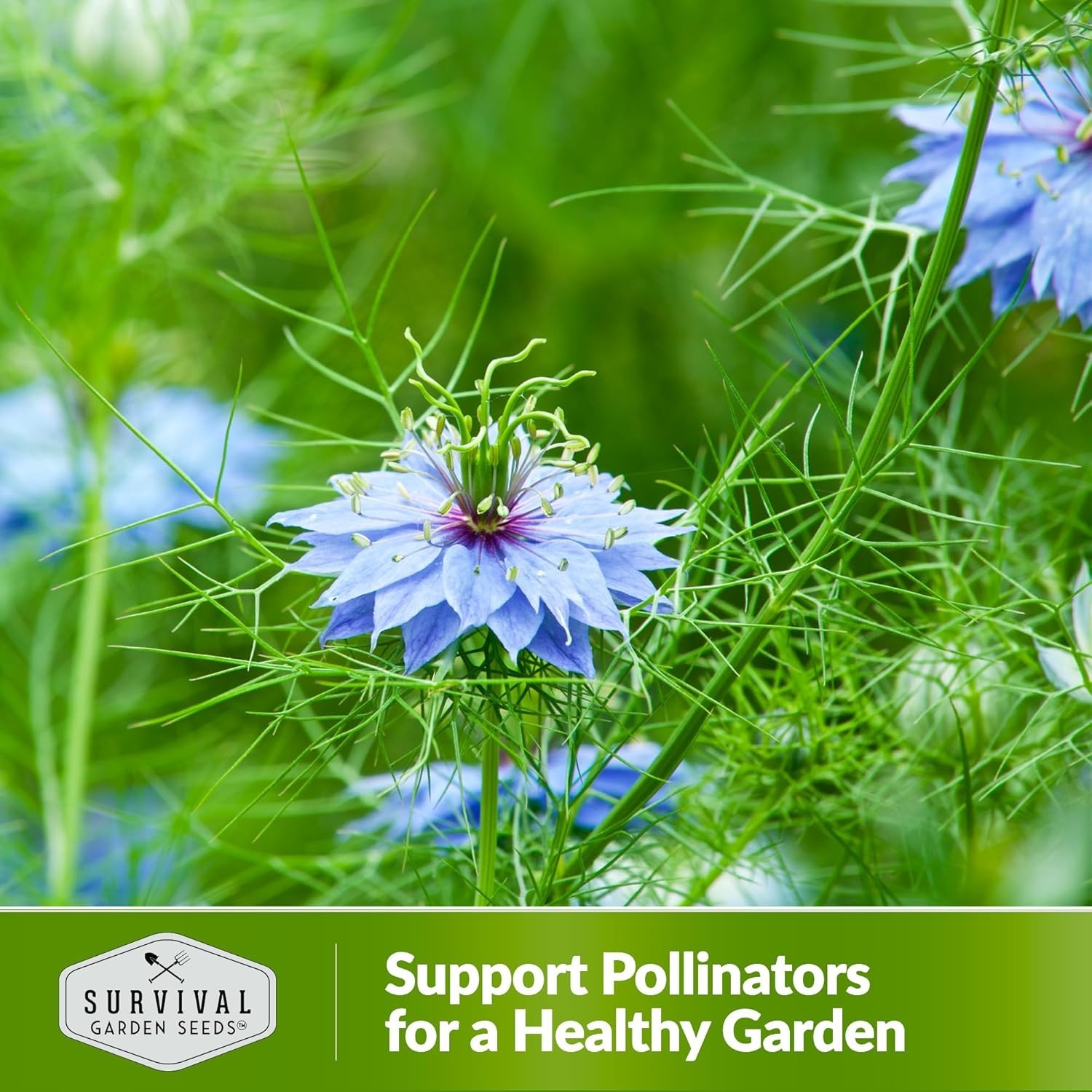 Nigella Sativa Seeds – High Germination Black Cumin for Sustainable Herb Gardens