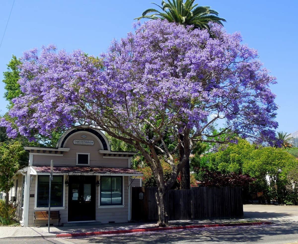 Jacaranda Purple Tree Seeds | Lavender Blue Flower Tropical Plant Tree Seed 2024