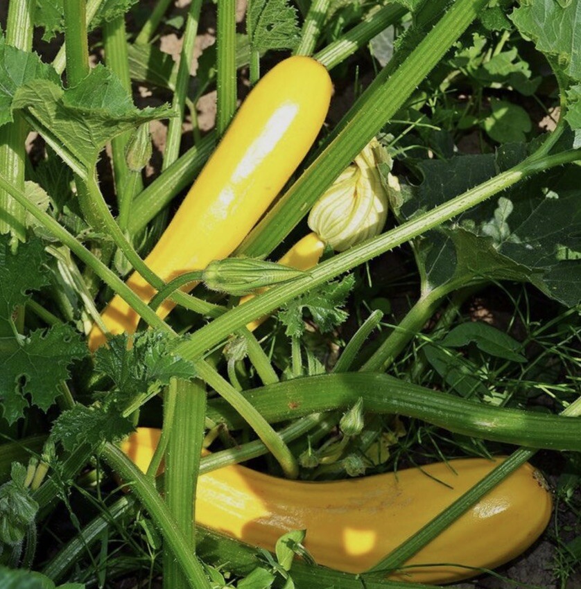 35 Plus Straightneck Summer Squash Seeds-Early Prolific1 Non GMO-open Pollinated