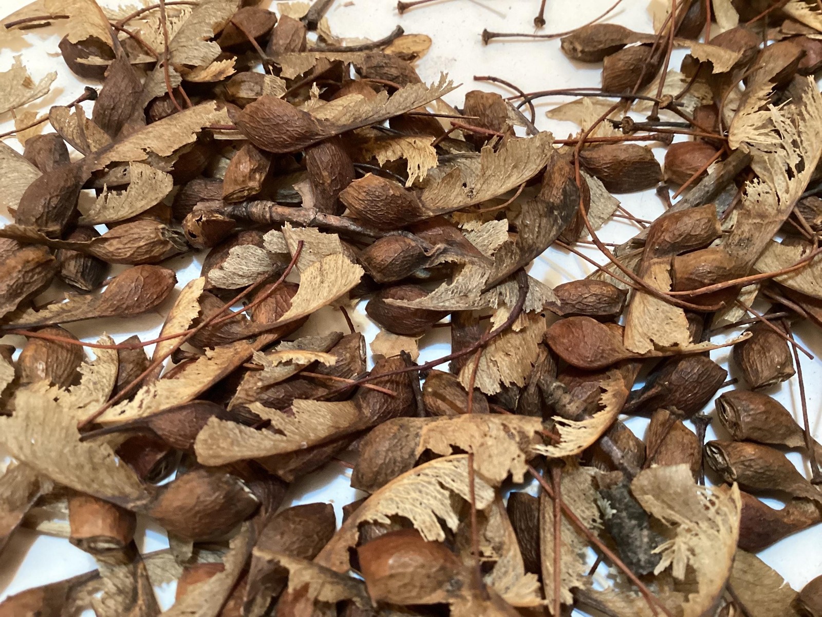 Sugar Maple Seeds Acer Saccharum Rock Maple Hard Maple Tree Seeds Pack