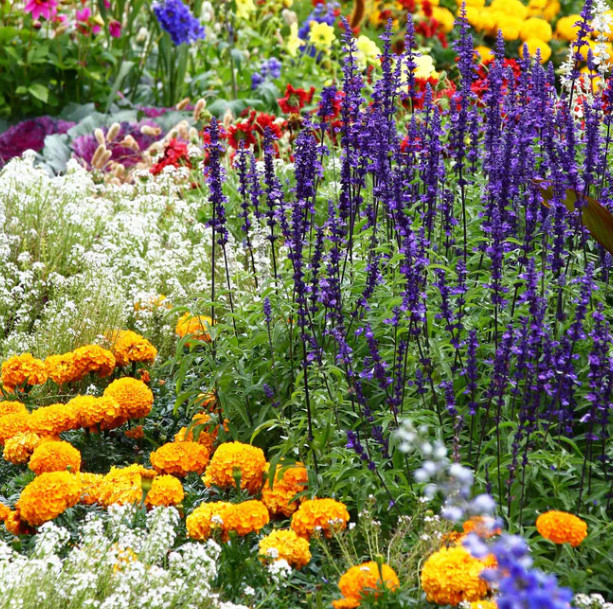 Alyssum, Sweet TALL WHITE Tender Perennial Heirloom USA Non-GMO 1000 Seeds!