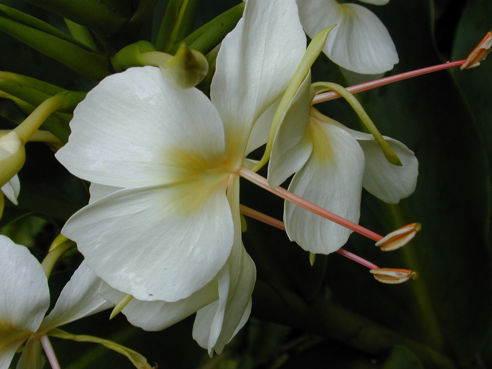 HAWAIIAN WHITE GINGER HEDYCHIUM CORONARIUM STARTER PLANT ROOT – 1 ROOT PER PACK