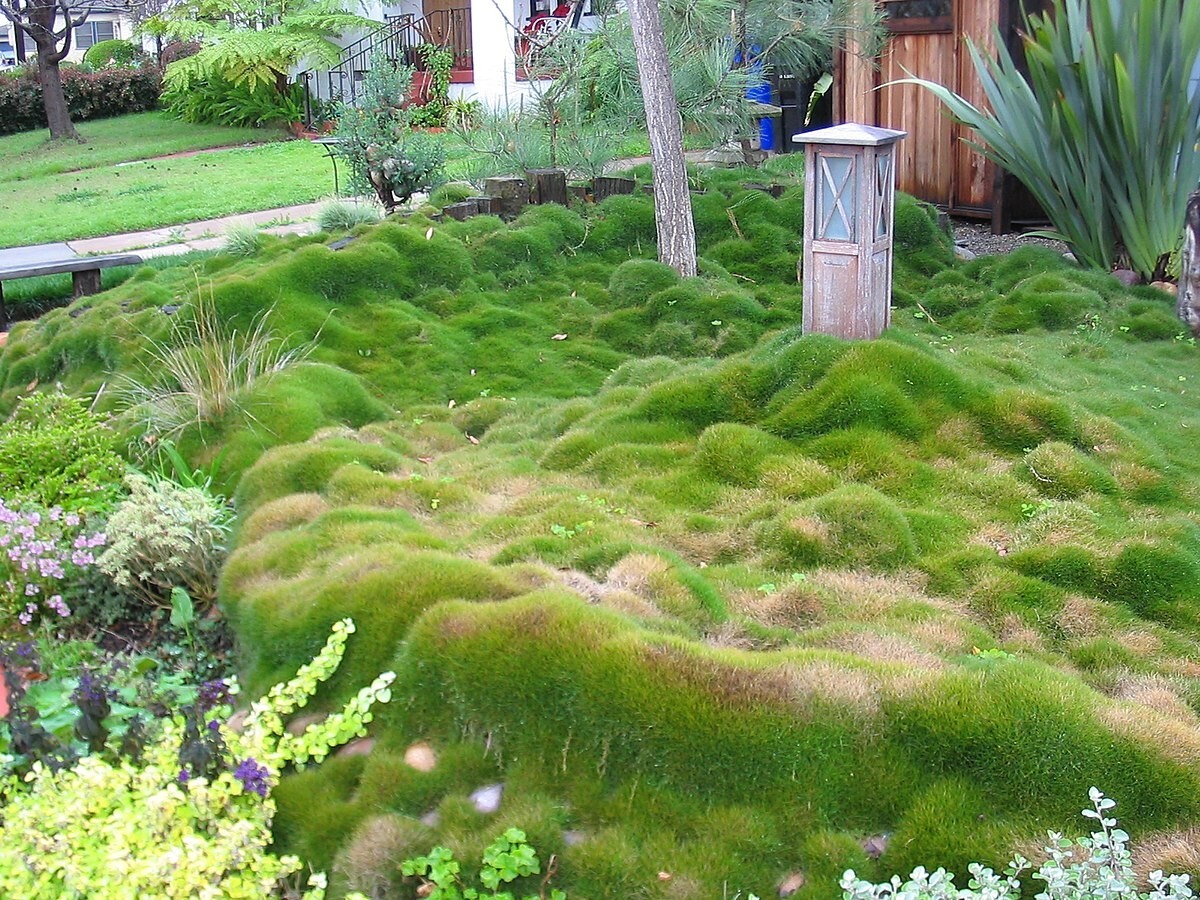 Rare Zoysia tenuifolia Korean Grass seeds – 5000 seeds- fresh, coated, Imported