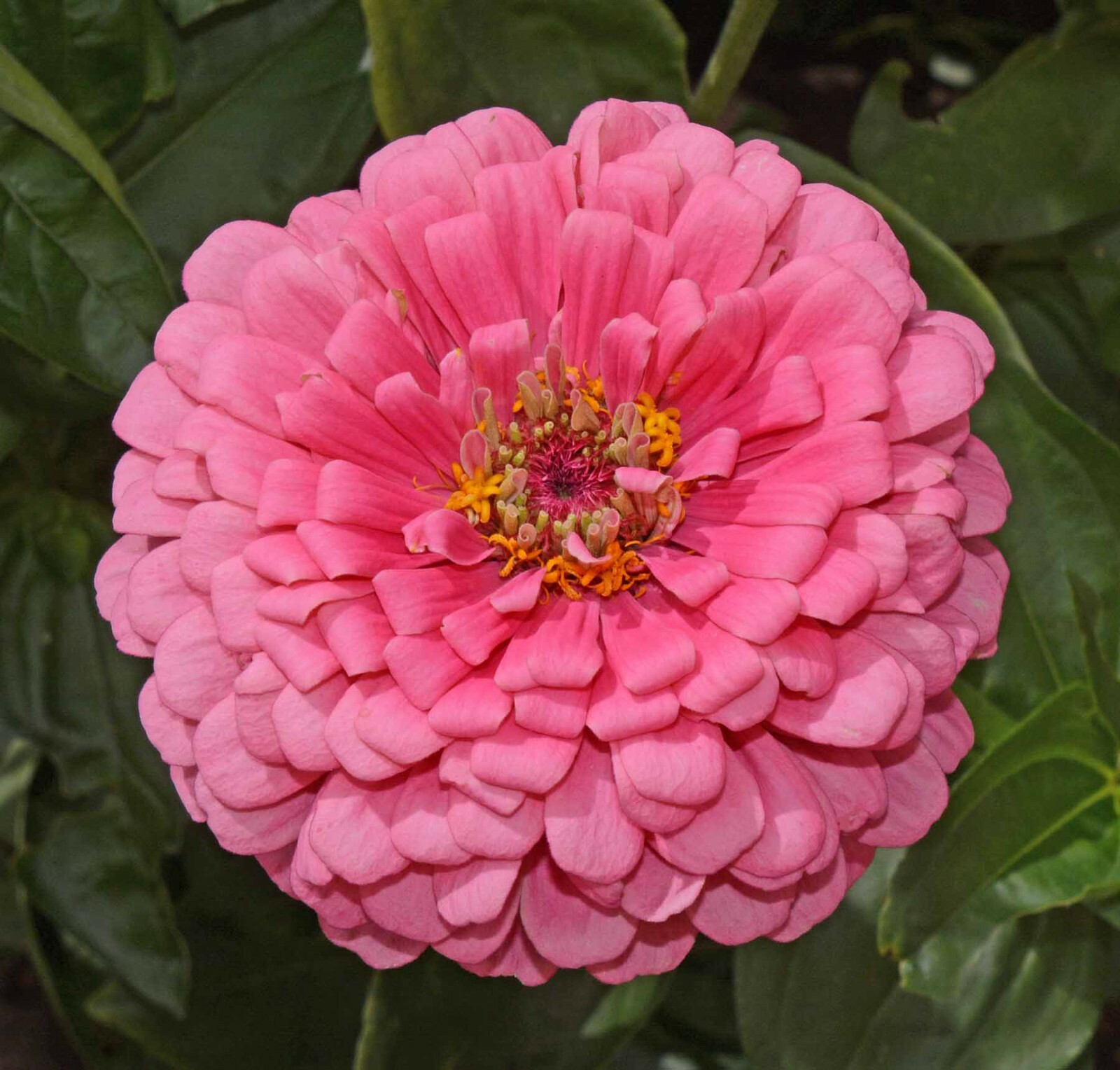 Zinnia ROSE Tall Pink Cut Flowers Butterflies Bees Huge Blooms Non-GMO 100 Seeds