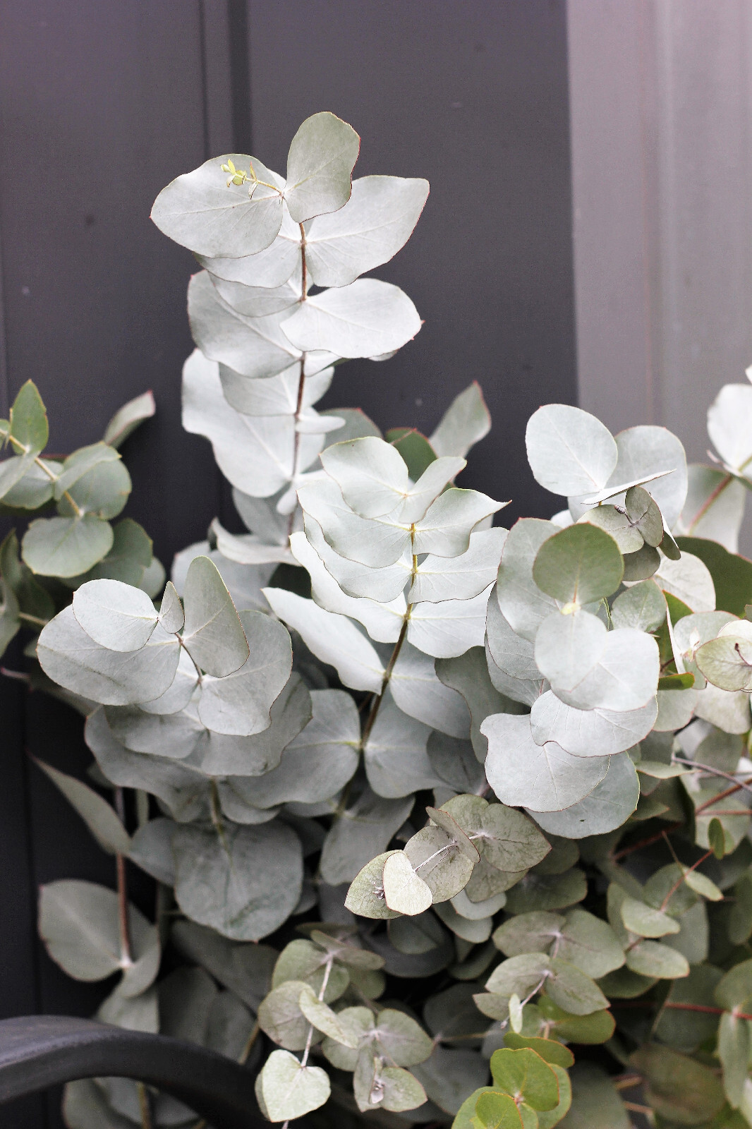 20 SILVER DROP EUCALYPTUS Gunnii Cider Gum Silver Blue Foliage Florist Tree Seed