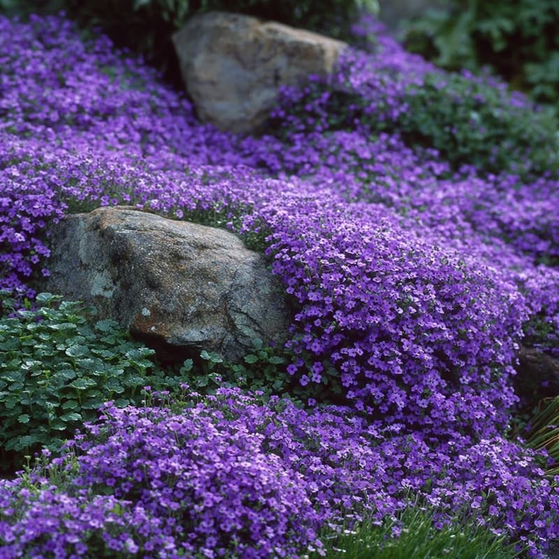 200+ Ground Cover Rockcress Seeds for Vibrant Garden Planting