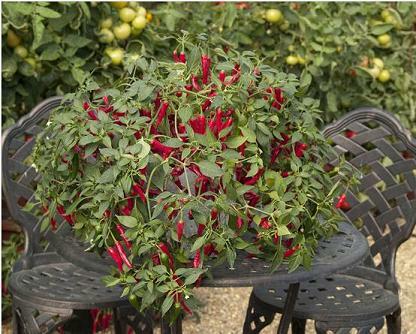 Pepper Hot Cayenetta F1 100 seeds