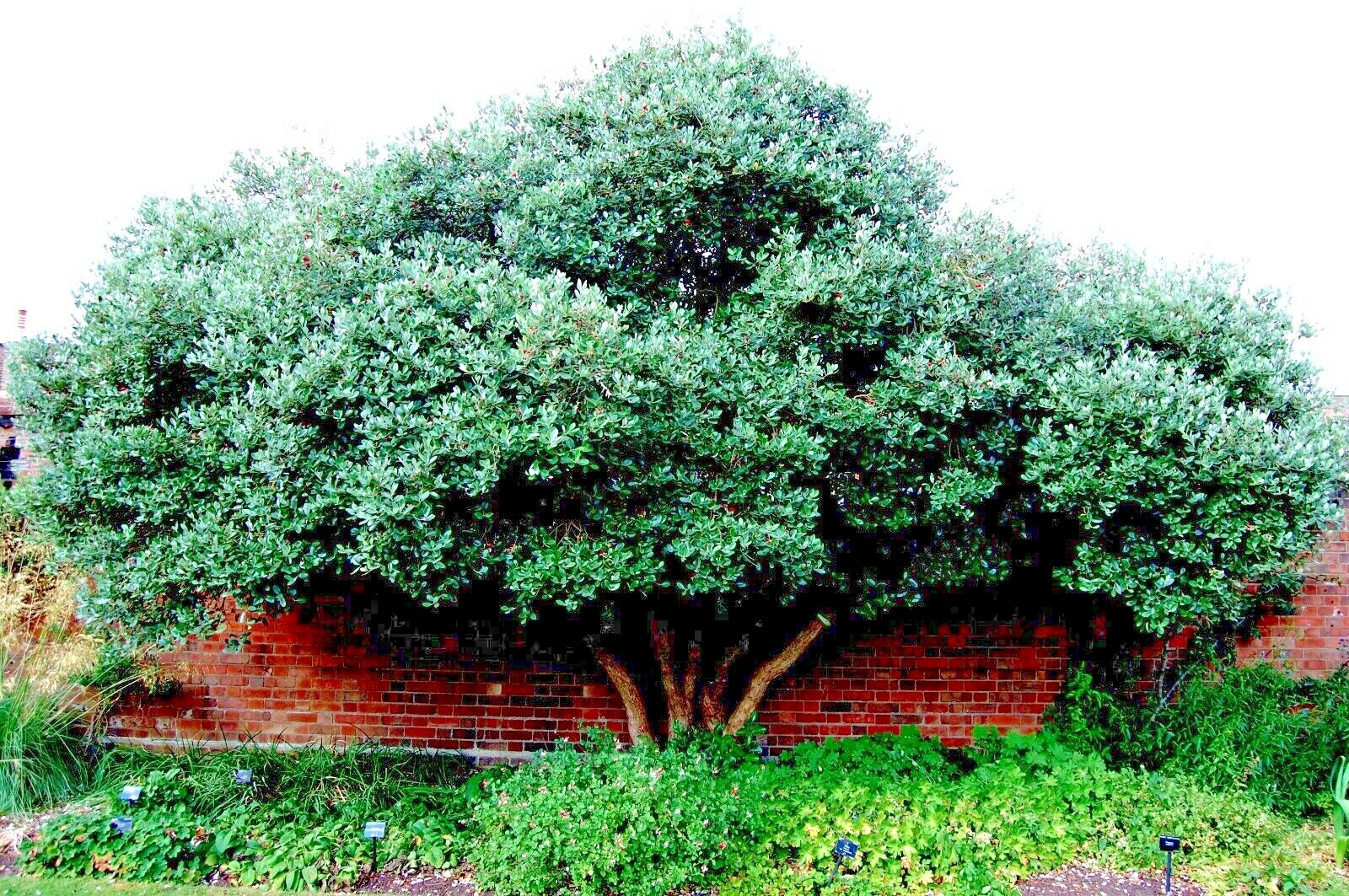 20 PINEAPPLE GUAVA TREE SEEDS “Brazilian Fig Guava Fruit” Tropical Flower Plant