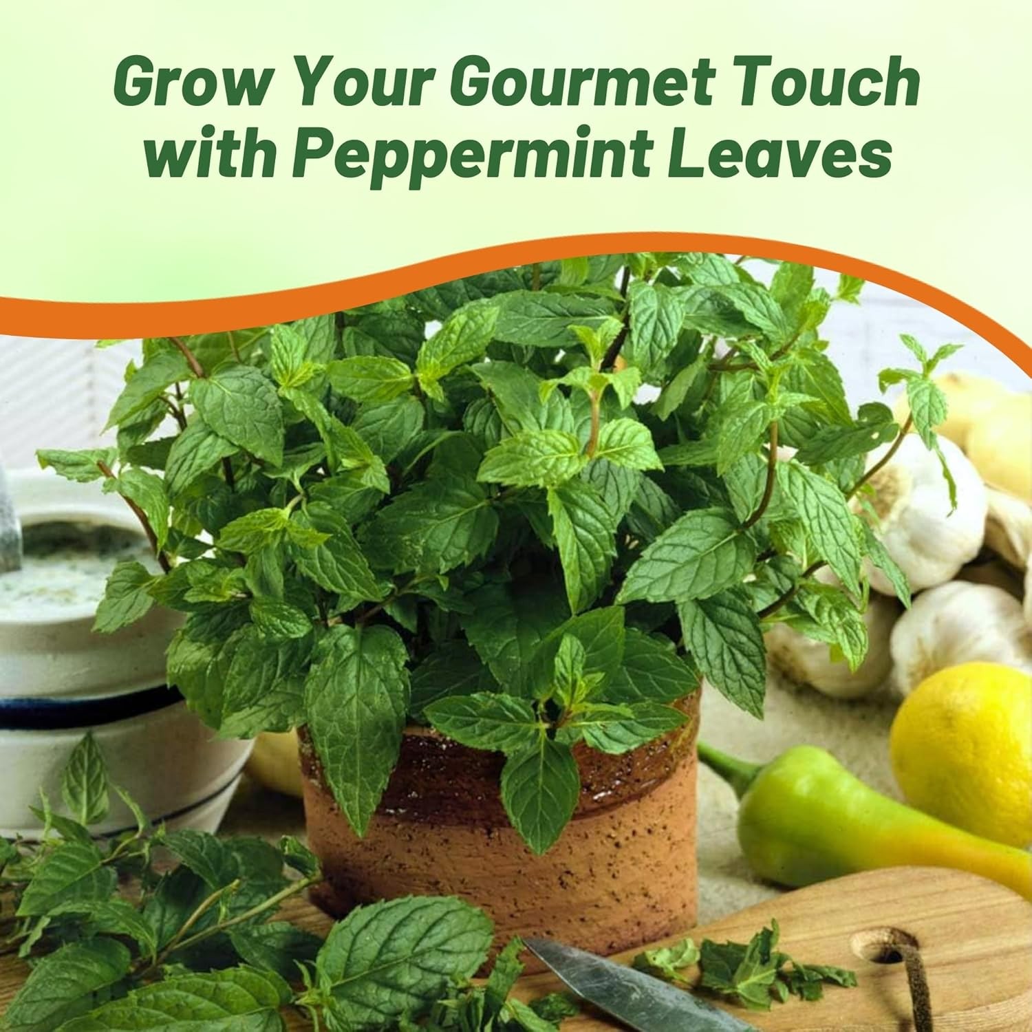 10000 Seeds Peppermint Seed – Mentha Piperita Herb Seeds