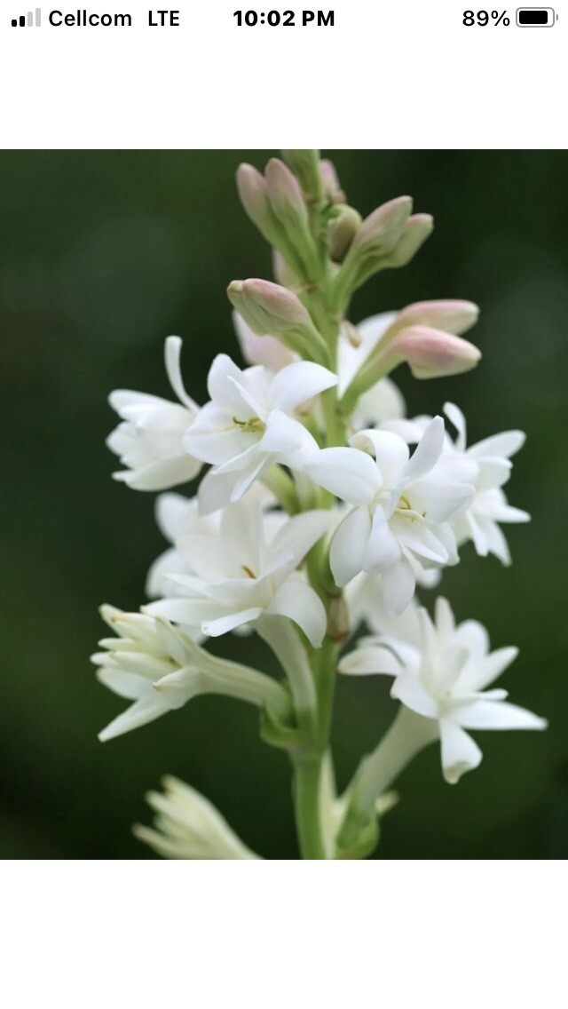 Tuberose bulbs double Pearl (Polianthus) Bare root plants set of 8+ Bubbletts