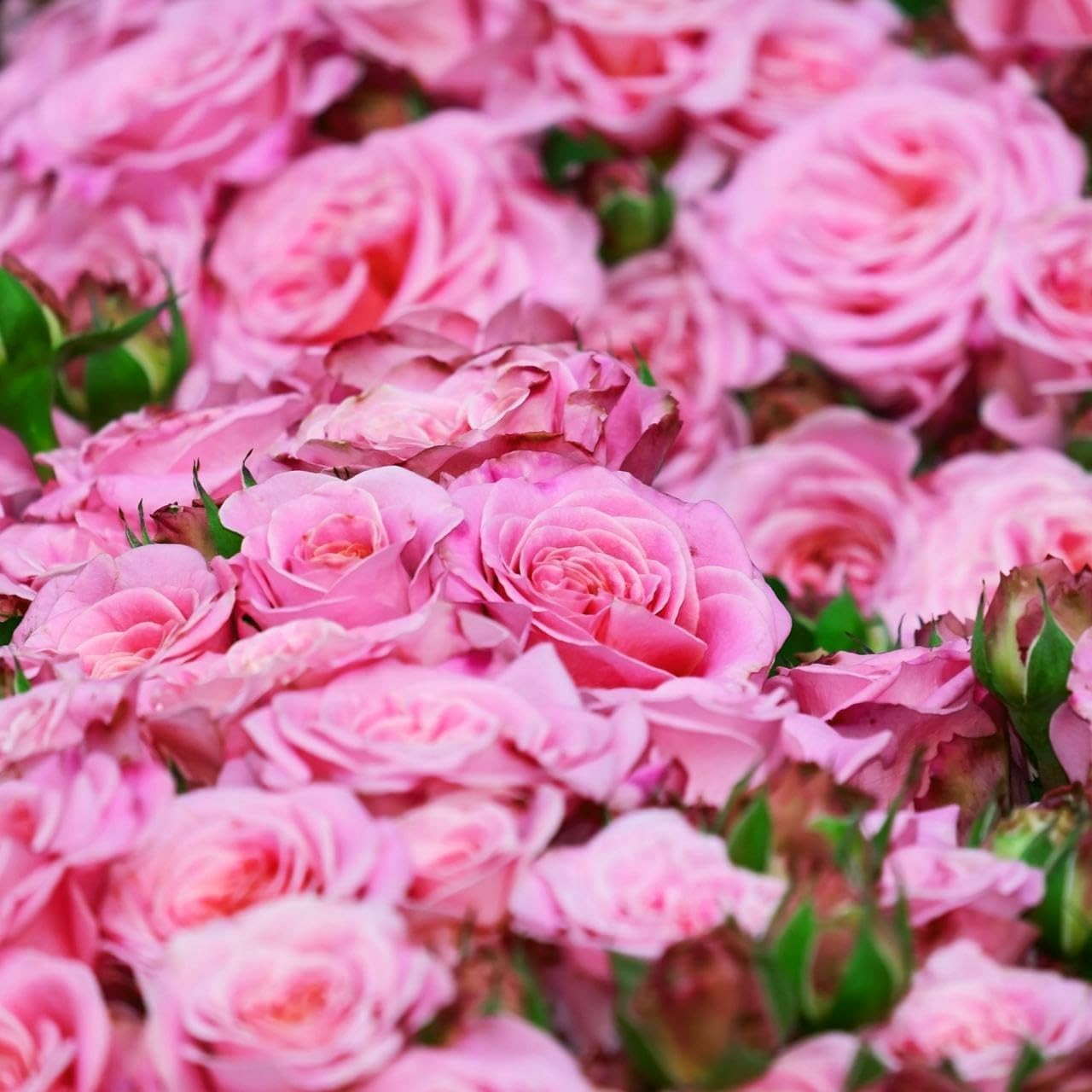 150+ Pink Rose Seeds Fragrant Perennial Flower Shrub Non-GMO Heirloom Garden DIY
