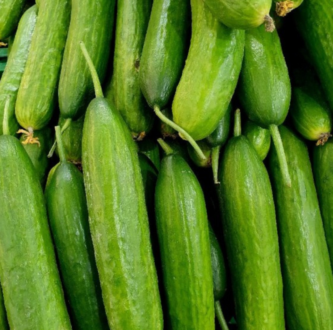 300 Cucumber Seeds Straight Eight 8 | Vegetable Heirloom, Award Winner 300 Seeds