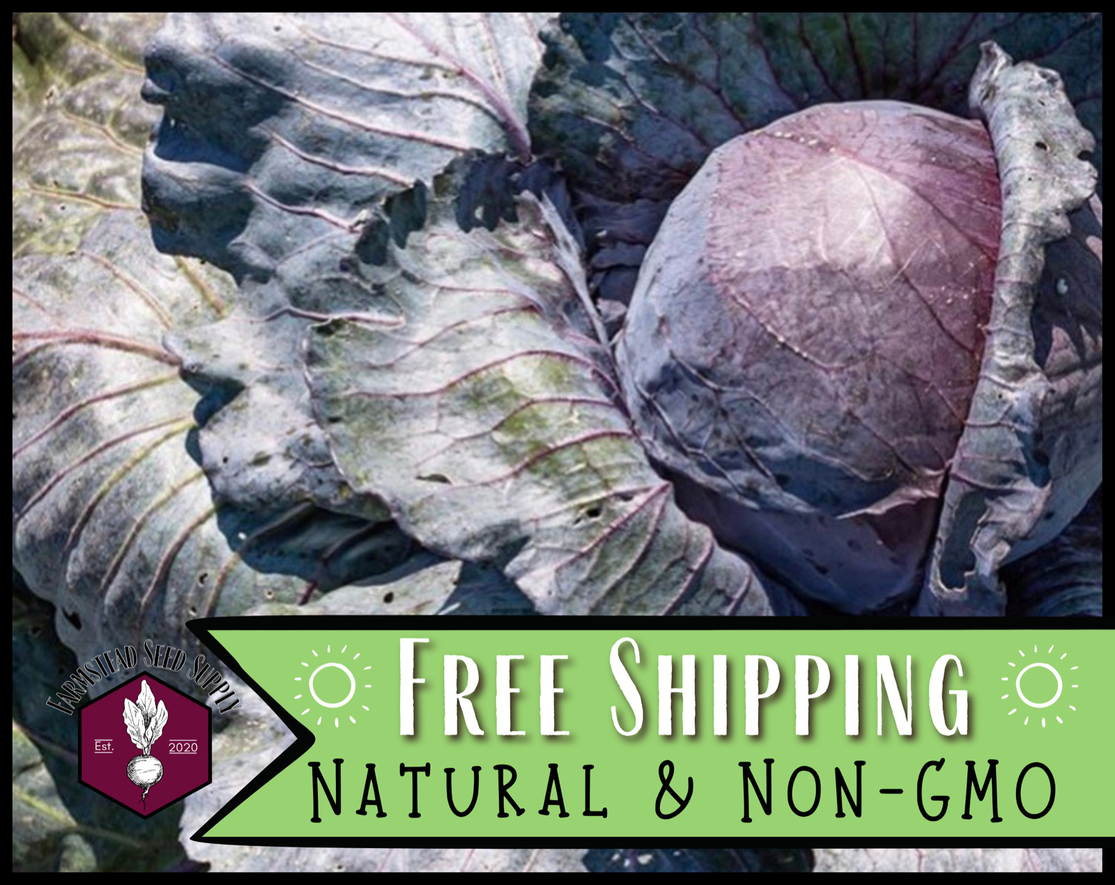 2,200+ Cabbage Seeds [Red Acre] Vegetable Gardening Seed, Heirloom, Non-GMO, USA