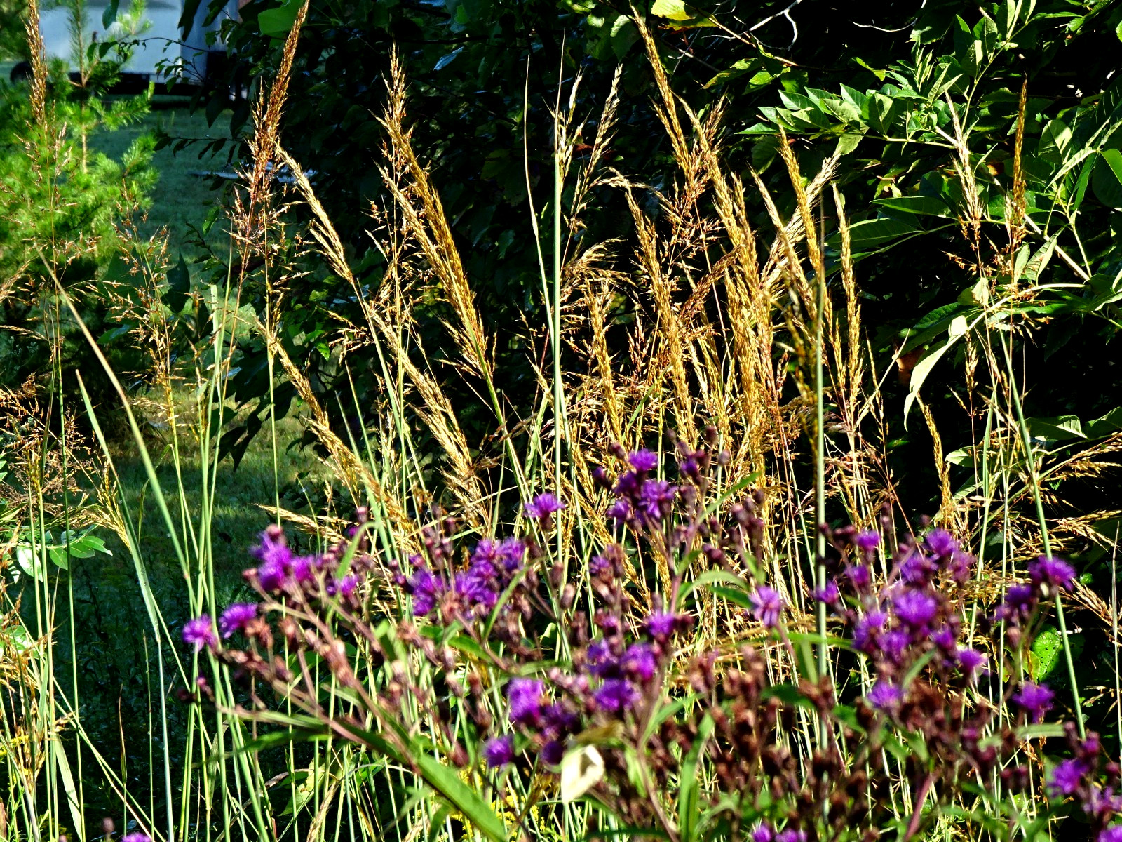Vernonia noveboracensis New York Ironweed Native Perennial 50 seeds from 2025