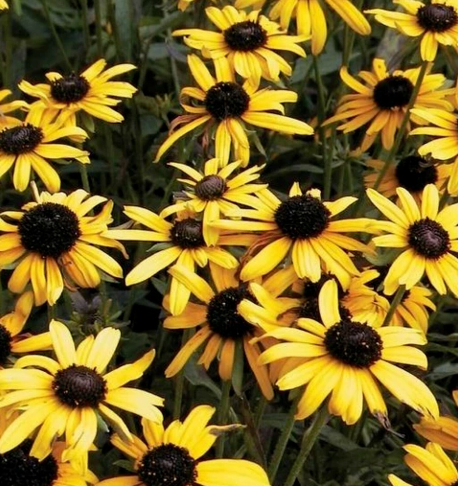  🌼Black Eye Susan 🌼25 Fresh Seeds