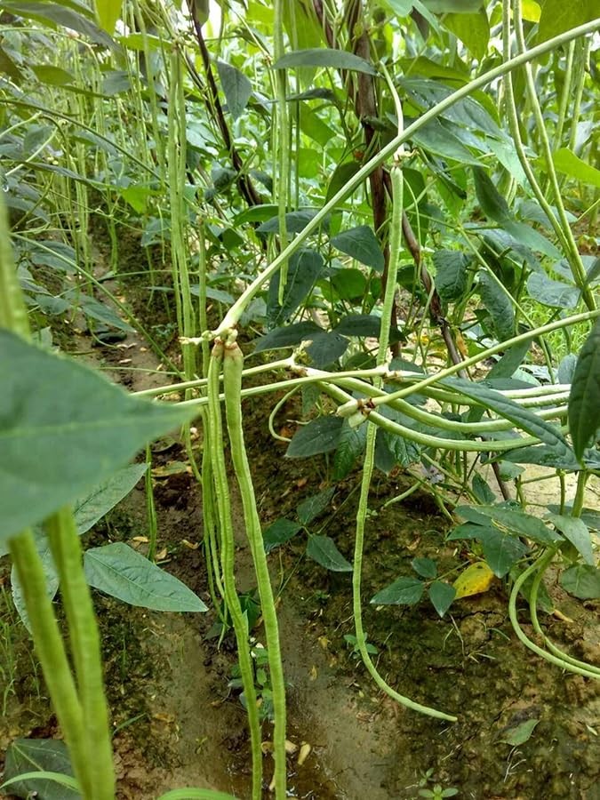 25+ Mixed Yard Long Bean Seeds Green or Purple Red Asian Chinese Long Bean Ve…