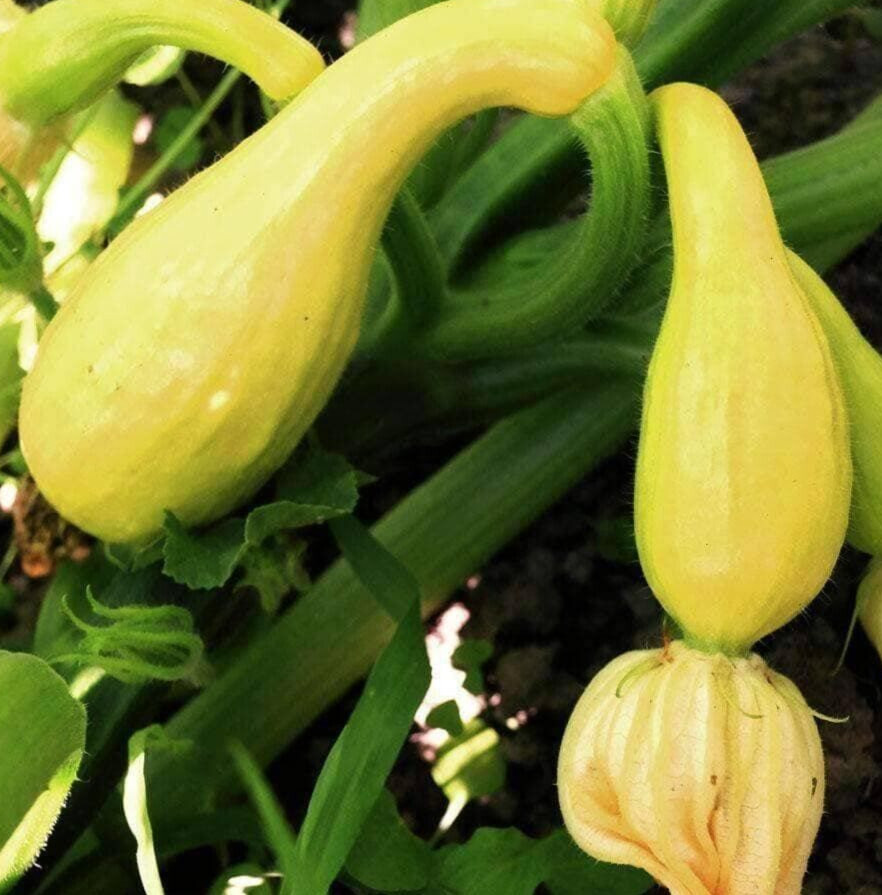 20 Quality Fresh Early Summer Crookneck Summer Premium Squash Seeds-A 25
