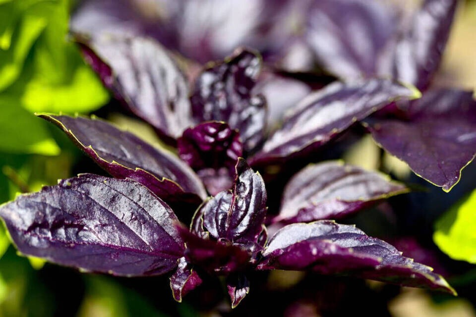 500 + DARK OPAL BASIL SEEDS — Herb — Heirloom – Organic – NON GMO — FRESH