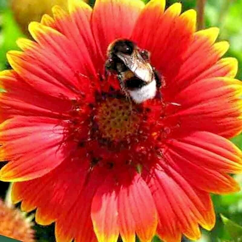 🌼 200+ BLANKET FLOWERS HUMMINGBIRD MIX SEEDS | PERENNIAL SUNFLOWER | AUTUMN
