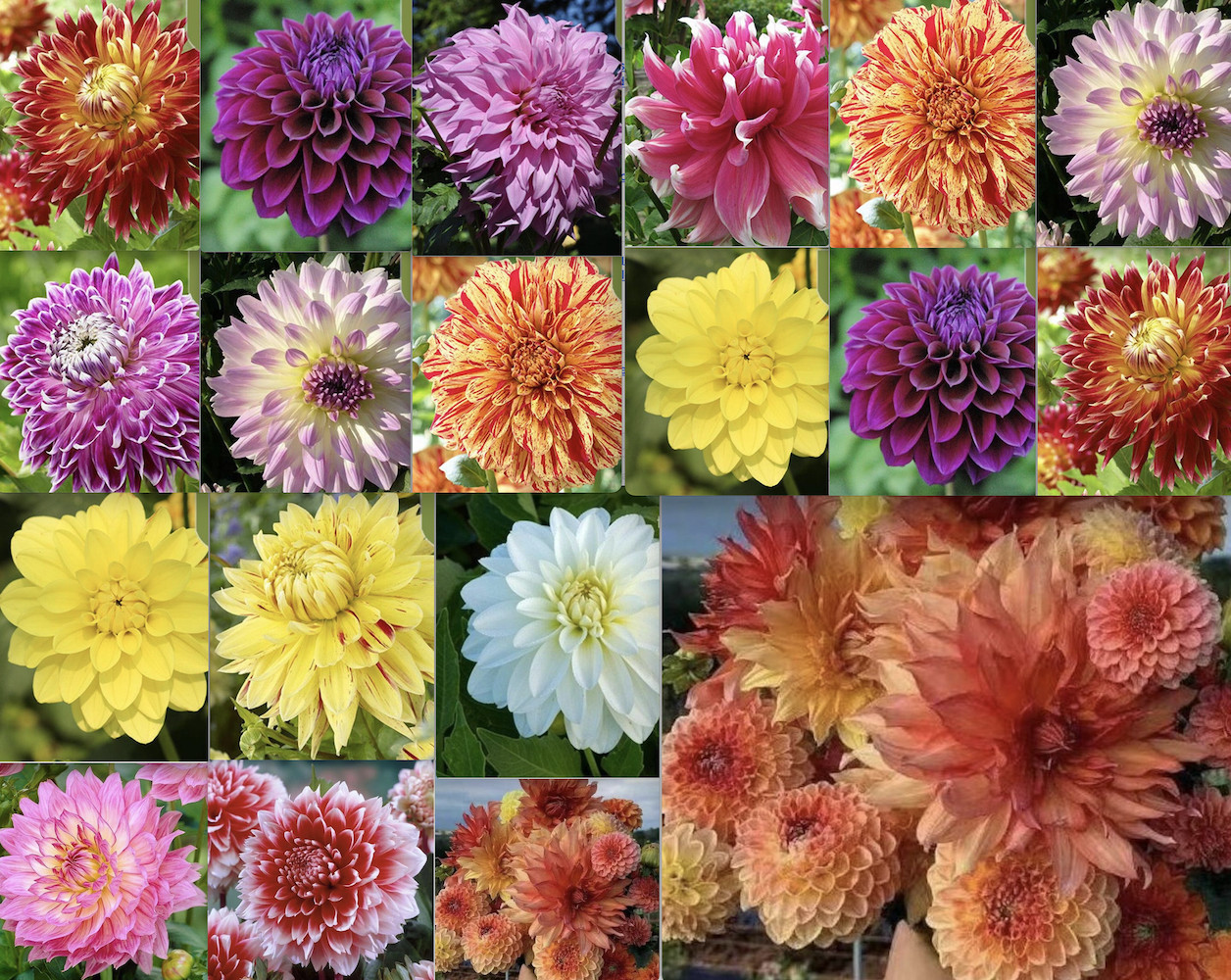 20 SEEDS DAHLIA blossom flowering bud rare bloom exotic garden plant 18 colors