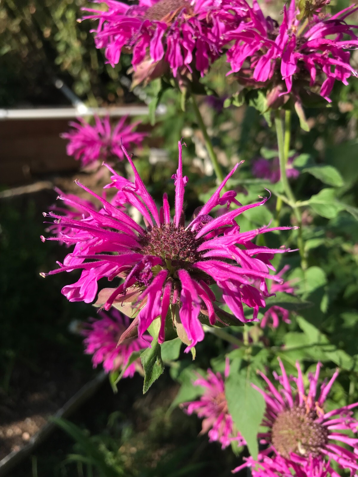 150 seeds Monarda Bee Balm PURPLE Fuchsia Hot Pink Tall Perennial +Gift