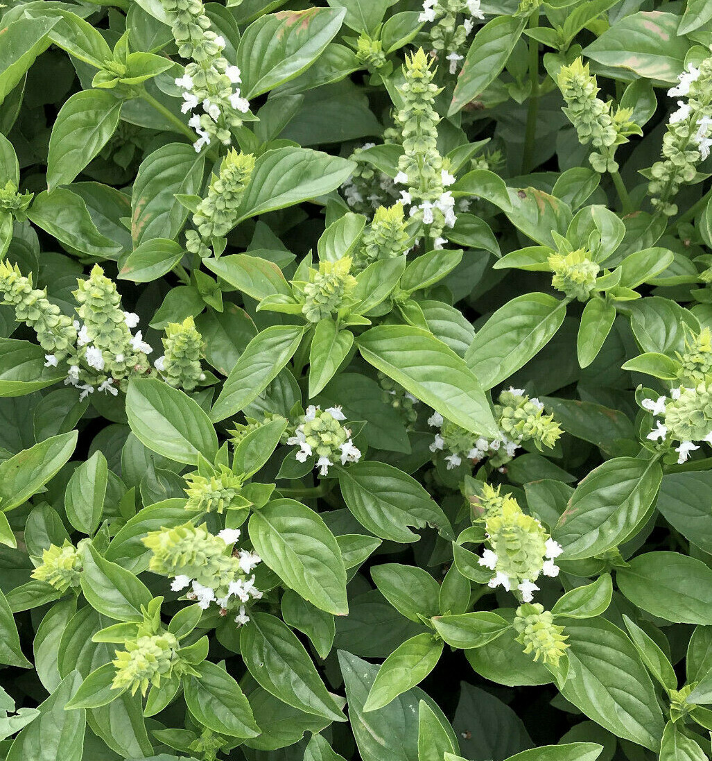 Lime Basil Seeds |Americanum Kemangi Maenglak Thai Asian Seed 2024 Fast Shipping